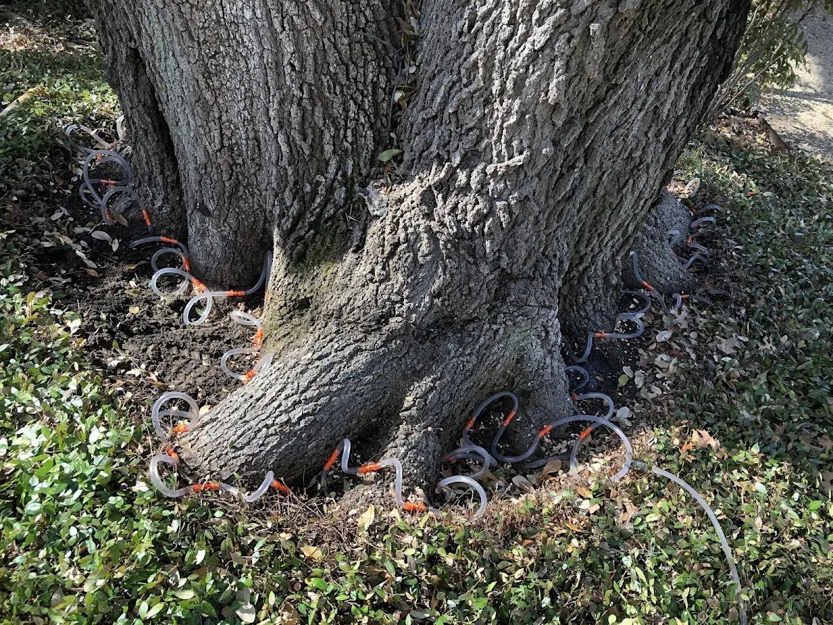Detailed Tree Cabling and Bracing job site in Hutsonville